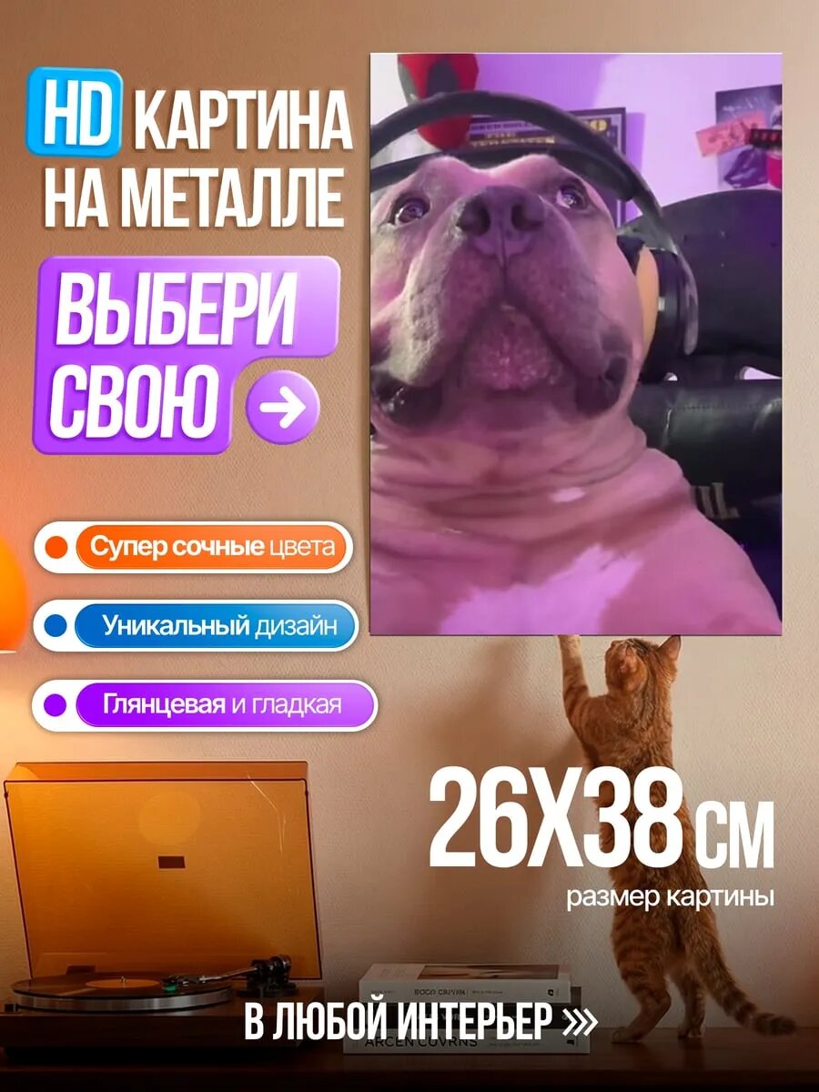 Картина на HD металле Бульдог в наушниках