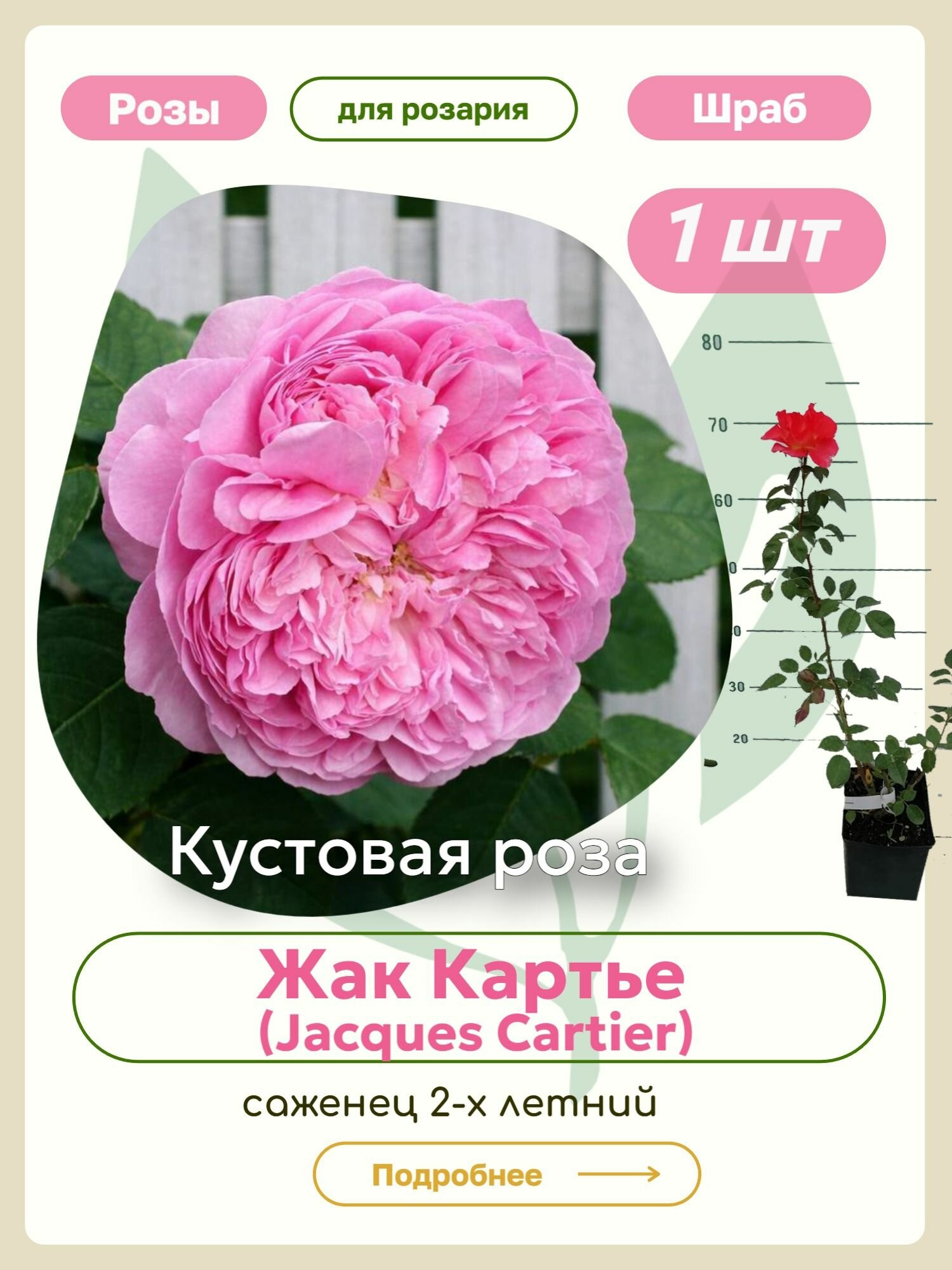 Саженцы роз Жак Картье (Jacques Cartier)
