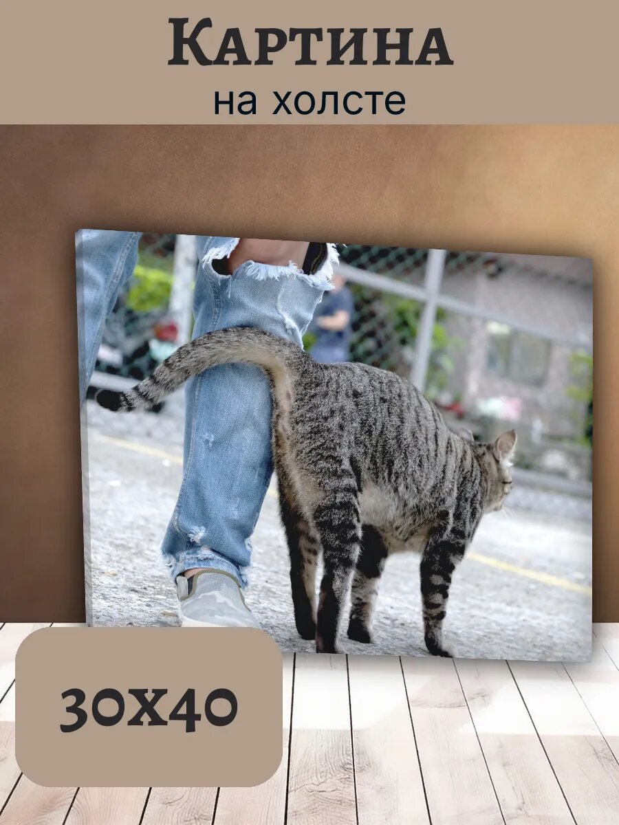 Картина Кот Кошка Cat 30x40 серого полосатого табби