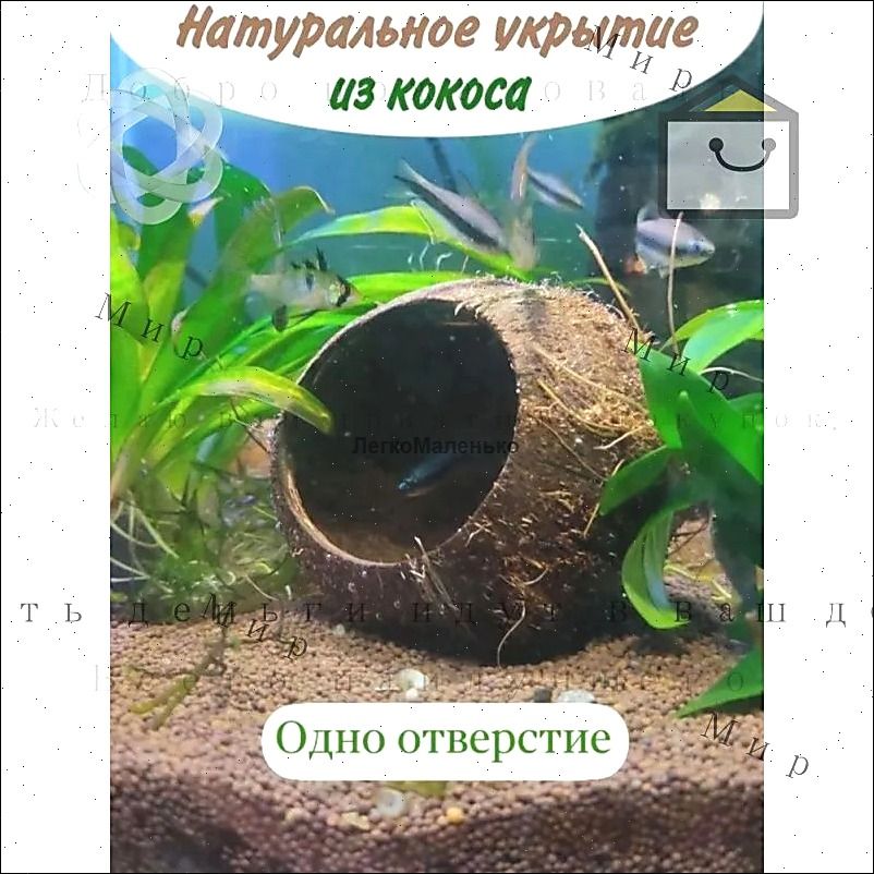 Небольшой. Кокос в аквариум декорация, укрытие