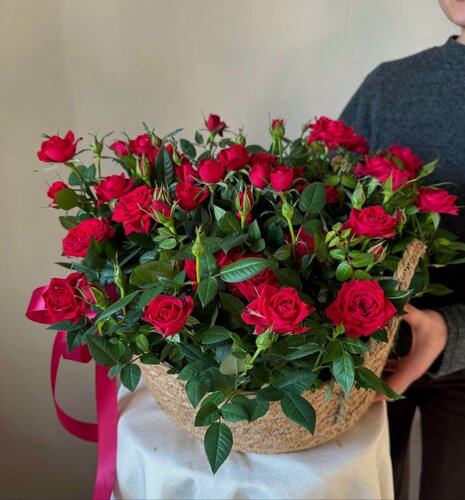 Изображение товара Шикарная корзина с садовыми цветущими красными розами в горшках. Veresk 621