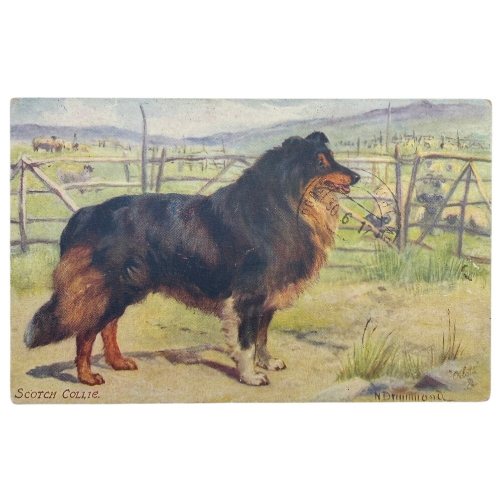 Почтовая открытка "Шотландская колли - Oilette" 1905-1916гг. Raphael Tuck & Sons, Великобритания