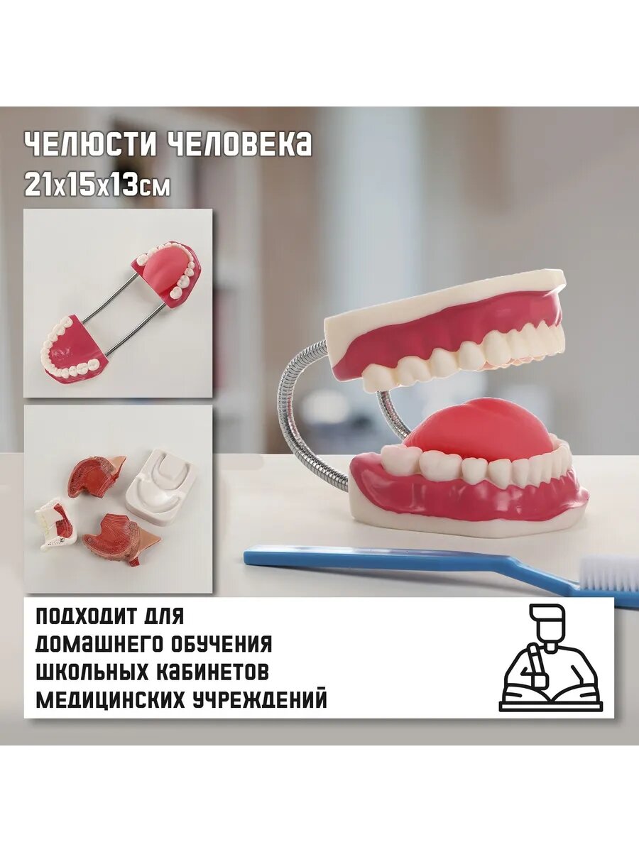 Макет "Челюсти человека" 21*15*13см
