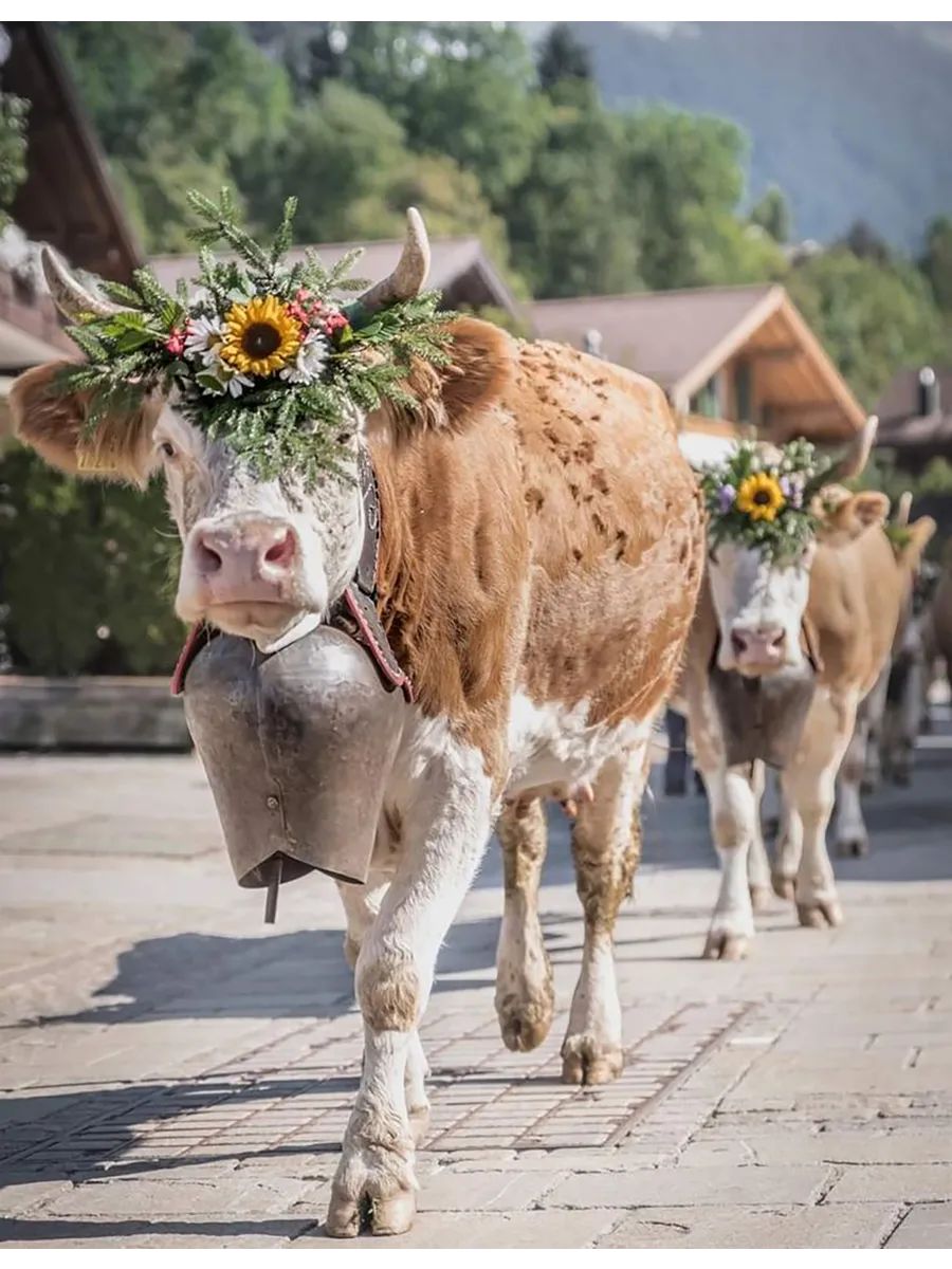Картина на стен на 40х50, корова, деревенский пейзаж.