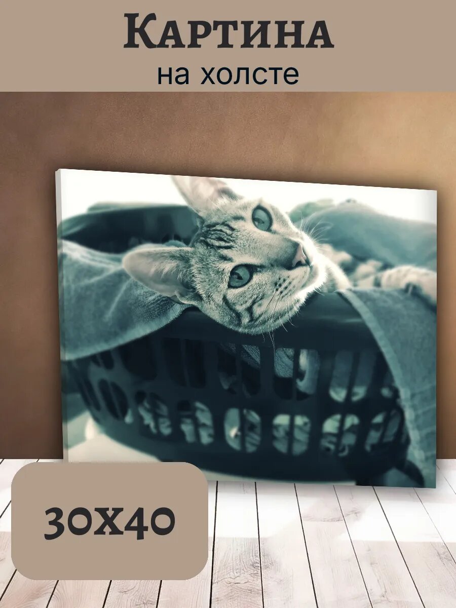 Картина Постер Кот Кошка Cat 30x40 полосатый Табби в Корзине