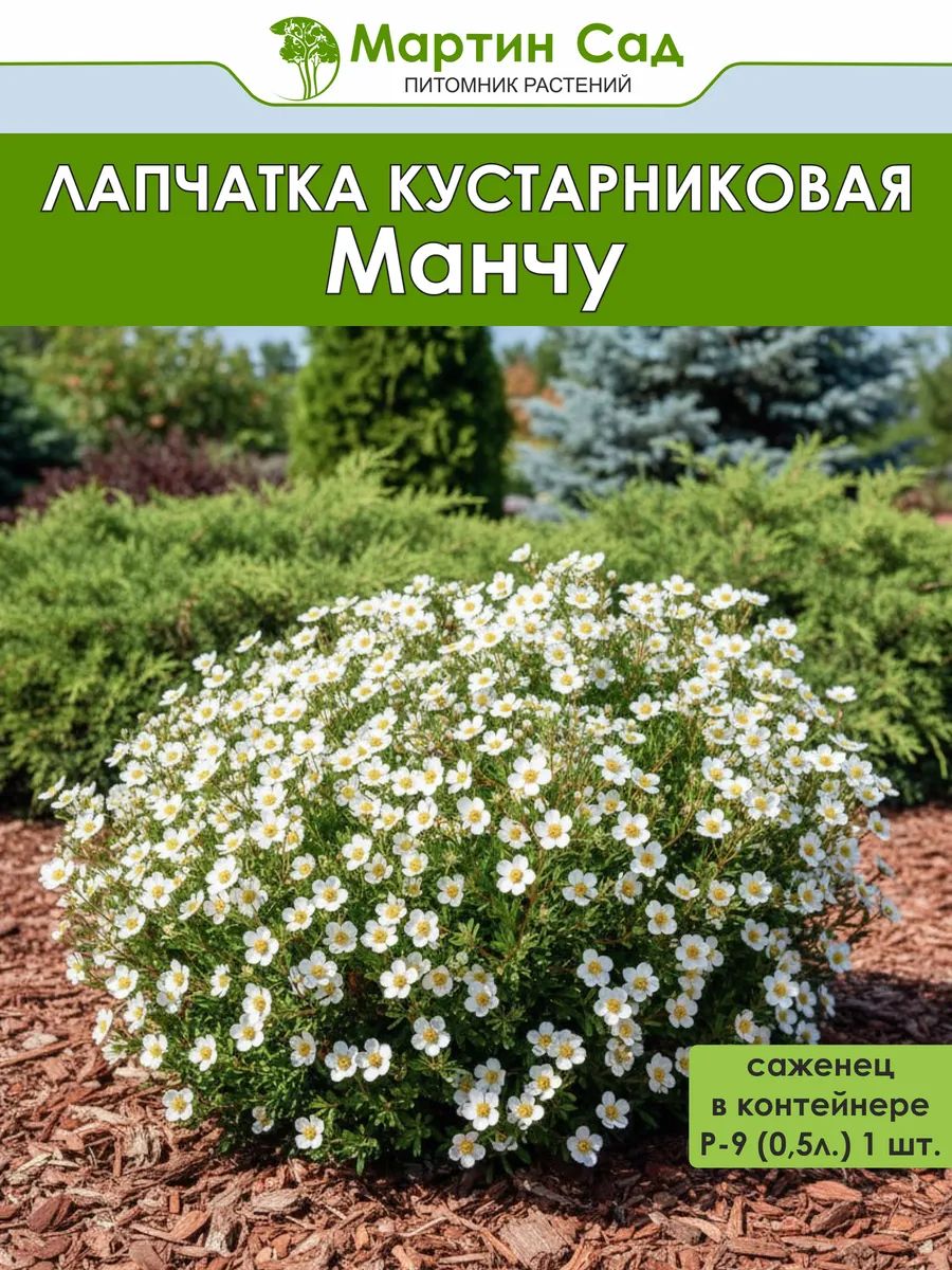 Лапчатка кустарниковая Манчу Р-9