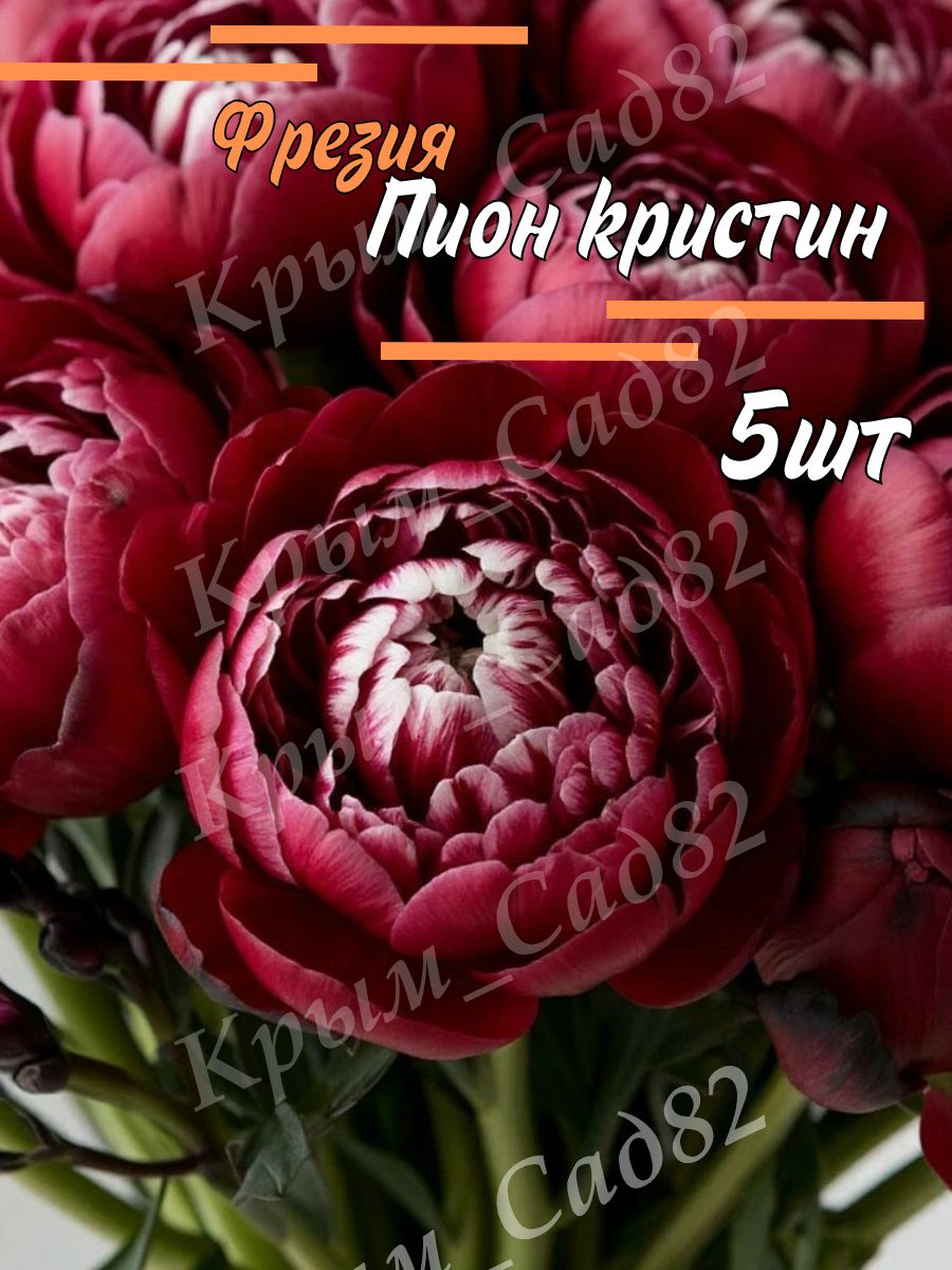 Луковицы Фрезии Пион Кристин