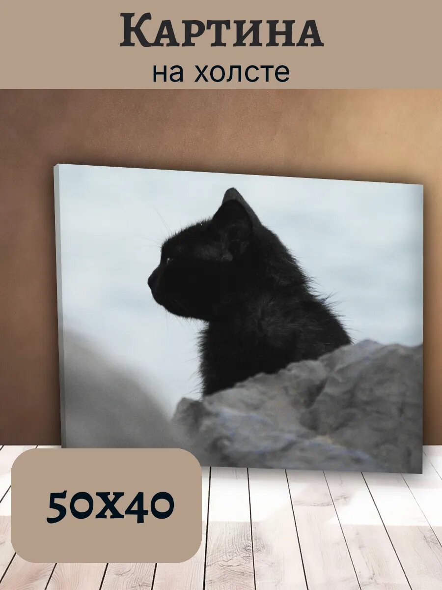 Картина Кот Кошка Cat 40x50 черно-белый котенок на камнях