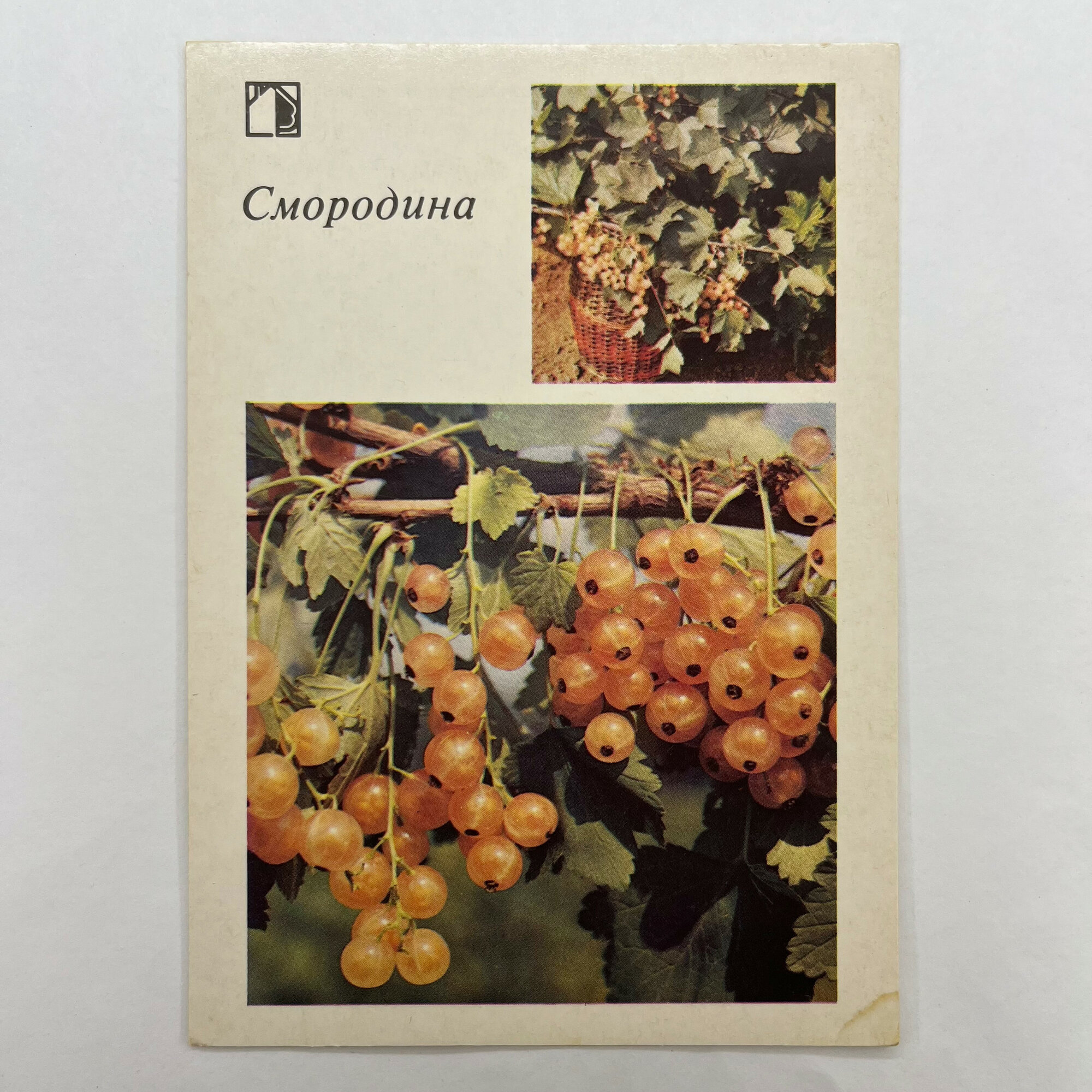 Открытка советская СССР. Смородина, гроздья ягод и садовый куст, агротехника выращивания. Винтаж