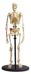 Набор Edu Toys Human skeleton model (SK057)