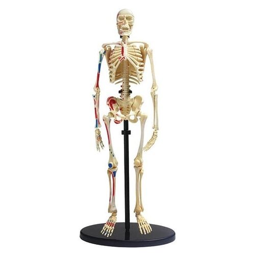 Набор Edu Toys Human skeleton model, 1 эксперимент, разноцветный mini human hip joint model flexible knee anatomical model medical demonstration gift educational tool skeleton pnatomy