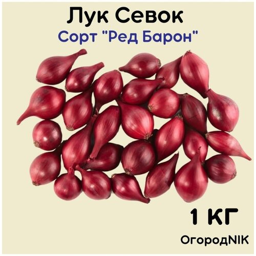 Лук Севок сорт 