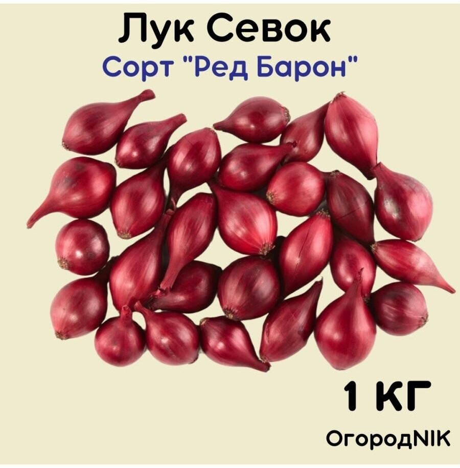 Лук Севок сорт "Ред Барон" - фотография № 1