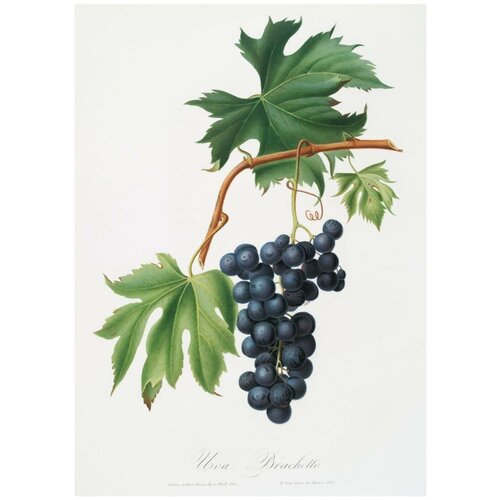 Постер / Плакат / Картина Фрукты - Гроздь винограда 40х50 см в раме