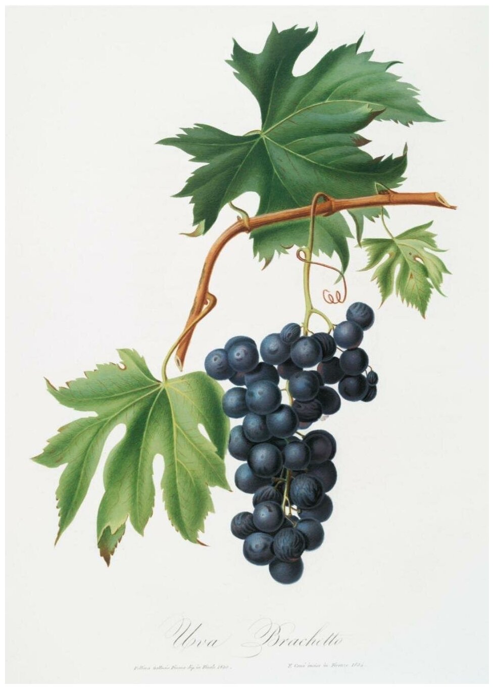 Постер / Плакат / Картина Фрукты - Гроздь винограда 50х70 см в подарочном тубусе