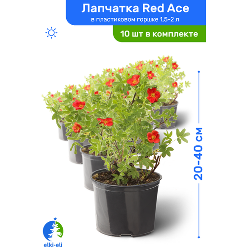 Лапчатка Red Ace (Рэд Айс) 20-40 см в пластиковом горшке 1,5-2 л, саженец, лиственное живое растение, комплект из 10 шт