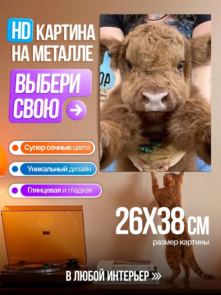 Картина на HD металле Маленький бычок