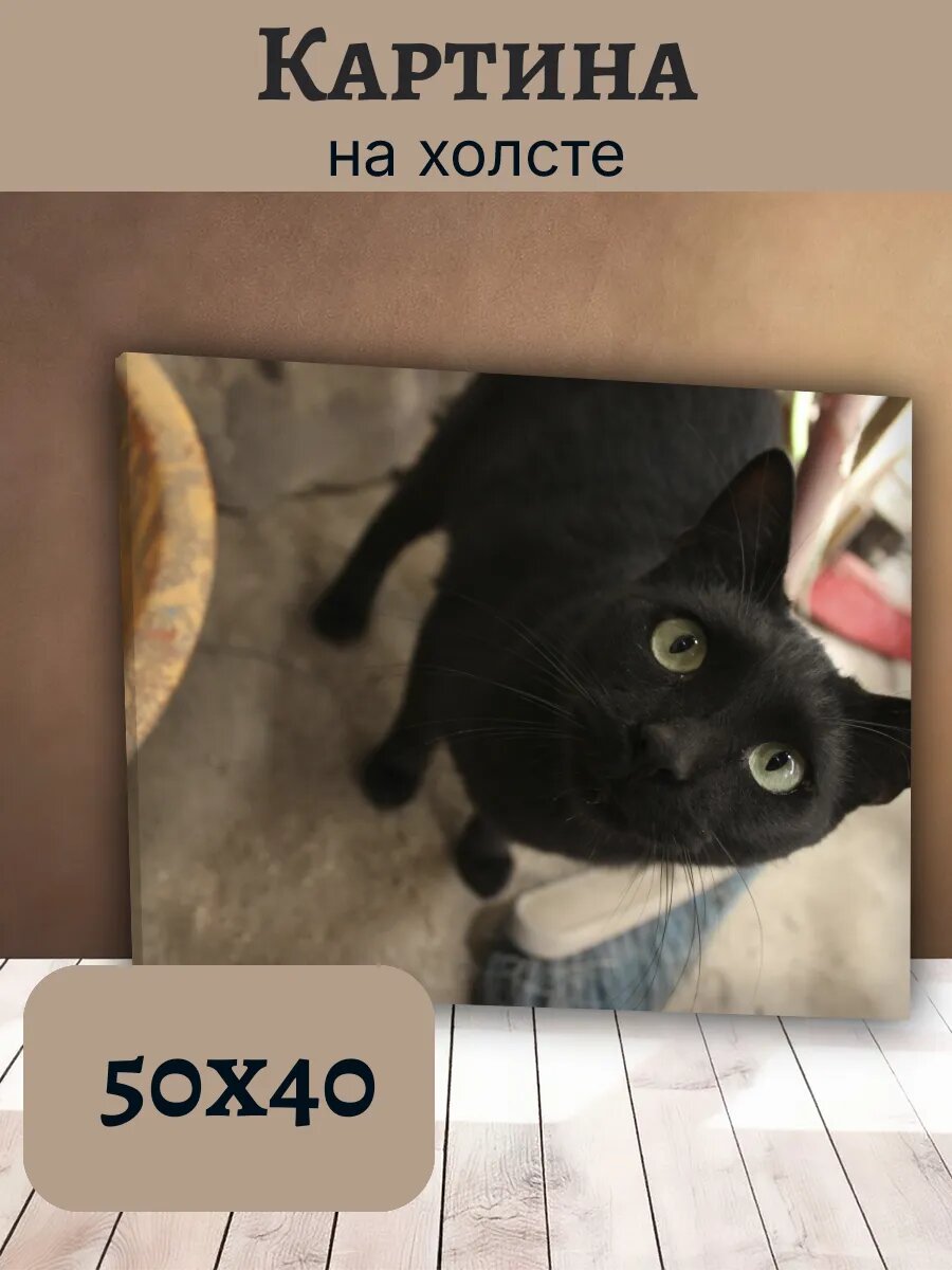 Картина Кот Кошка Cat 40x50 с черным котом и зелеными