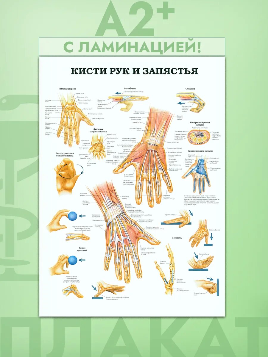 Постер А2 анатомия, кисти рук и запястья
