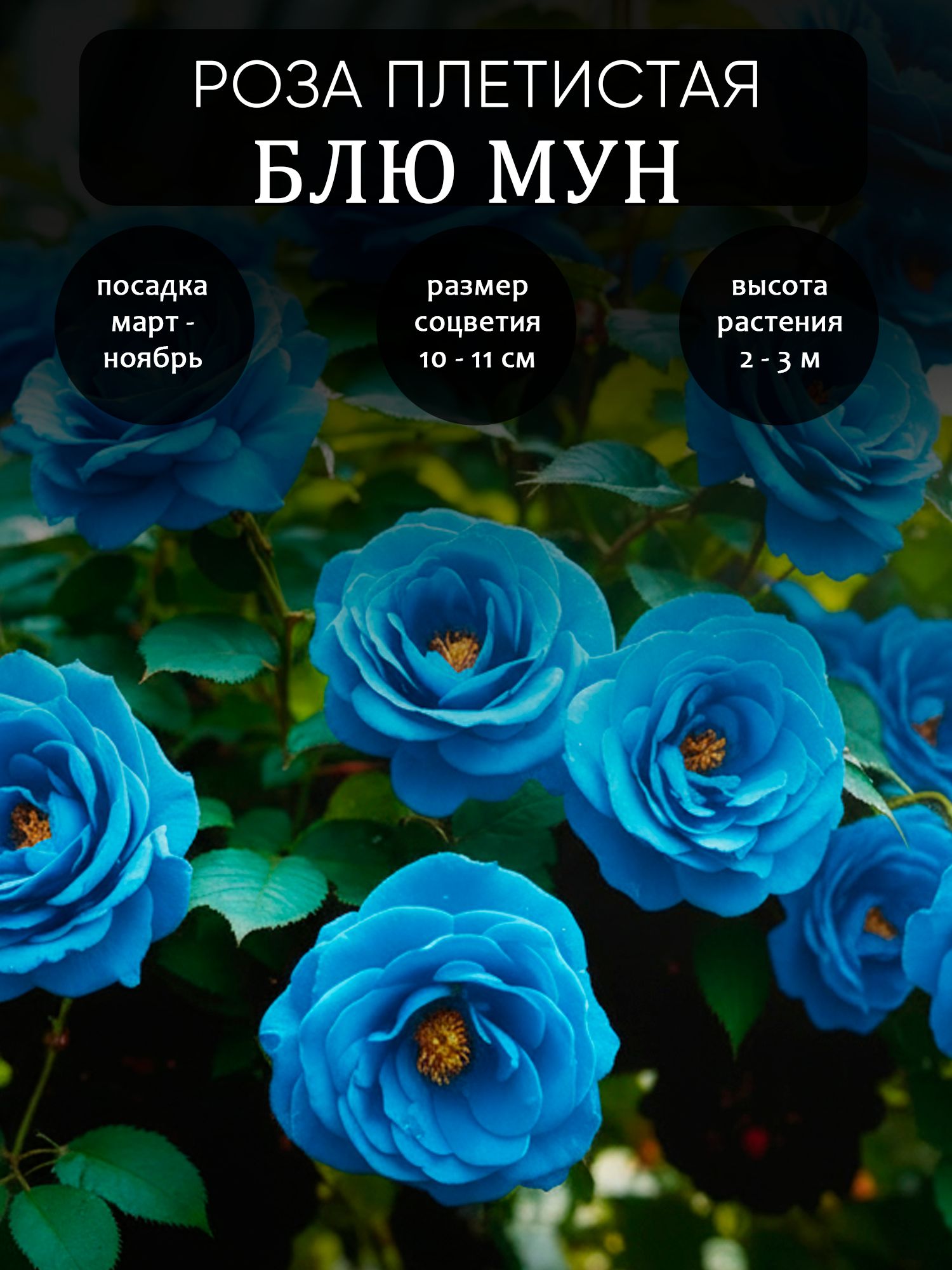 Роза плетистая Блю Мун
