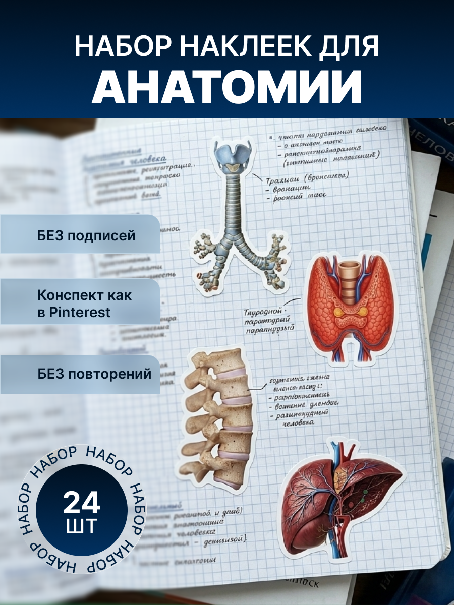 Набор стикеров для конспектов «Медицинские»: Учёба с наглядными материалами, 6 листов