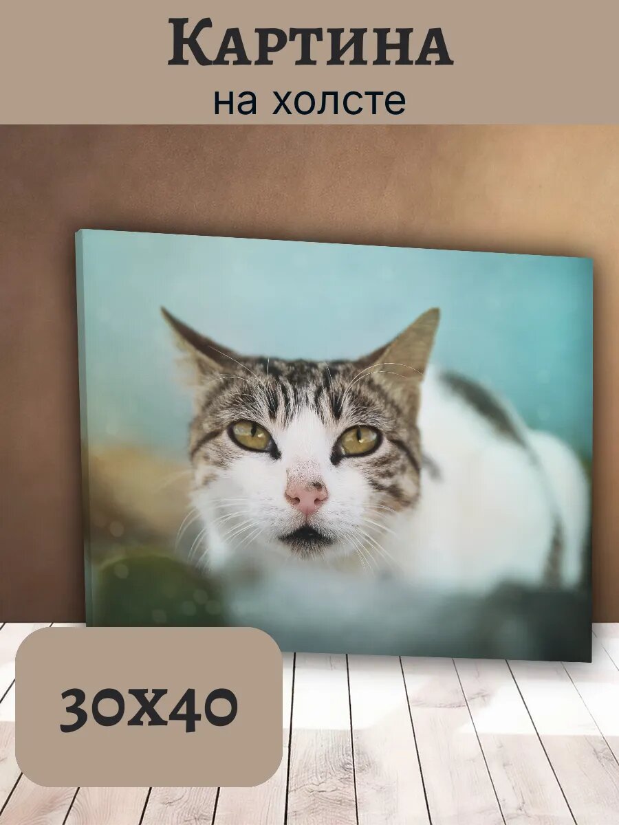 Картина Кот Кошка Cat 30x40 портрет таби на голубом фоне