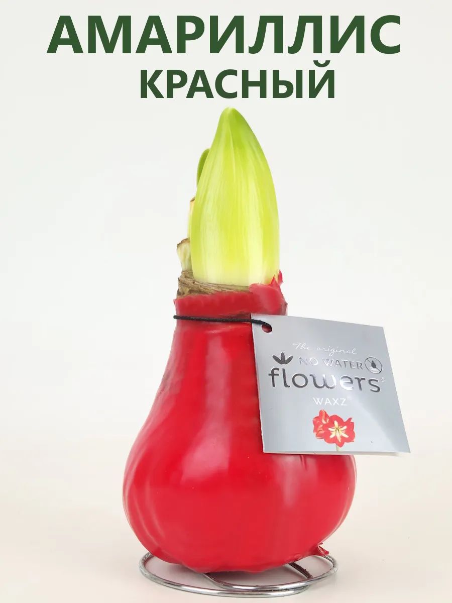 Амариллис луковица в воске живая (Гиппеаструм) Красная