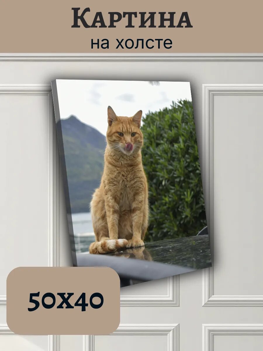 Картина Черногория Montenegro 40x50 рыжий кот