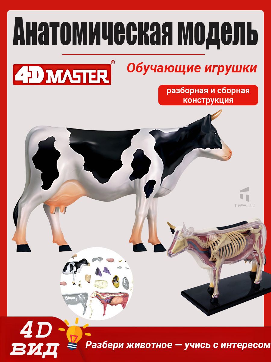 Обучающие игрушки, анатомия животных для детей, сборная 4D модель животного