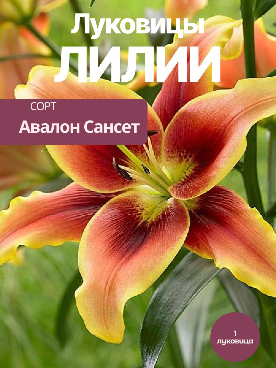 Луковицы Лилии Авалон Сансет 1 шт