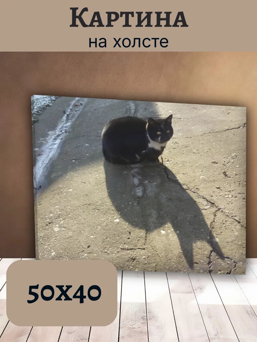 Картина Кот Кошка Cat 40x50 черный кот на асфальте