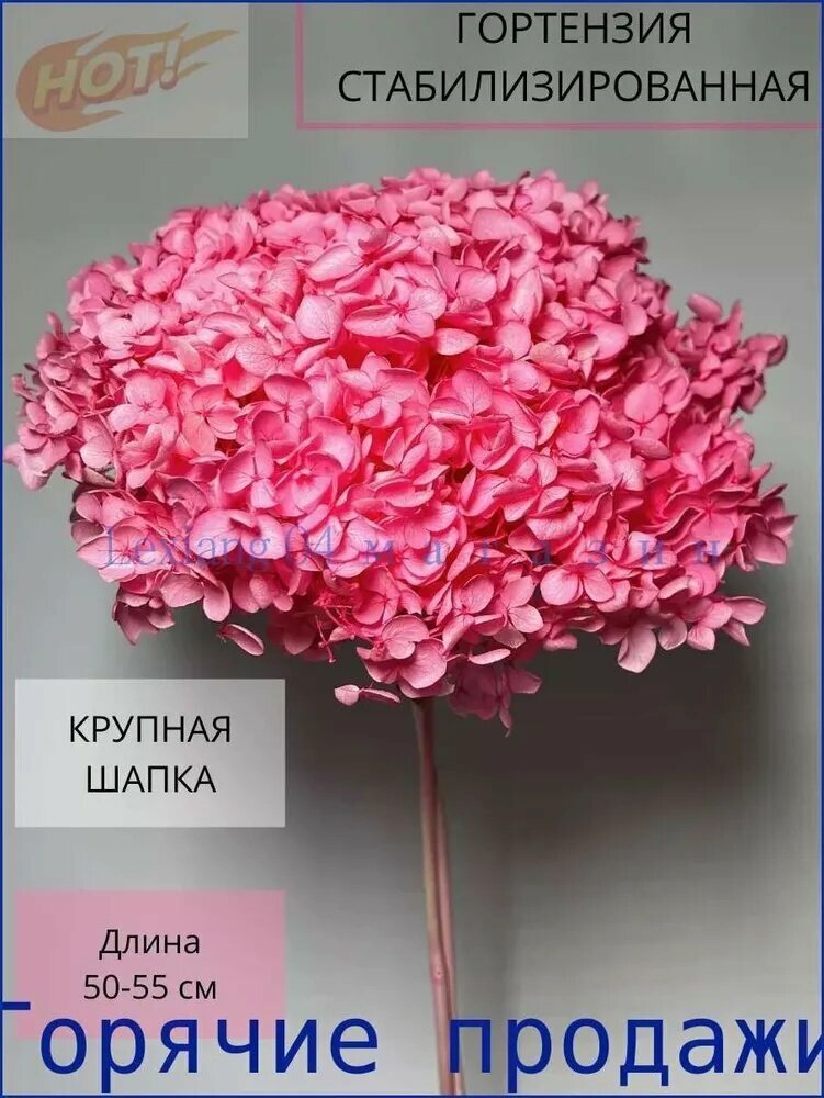 Стабилизированные цветы Гортензия, 55 см, 100 гр, 1 шт