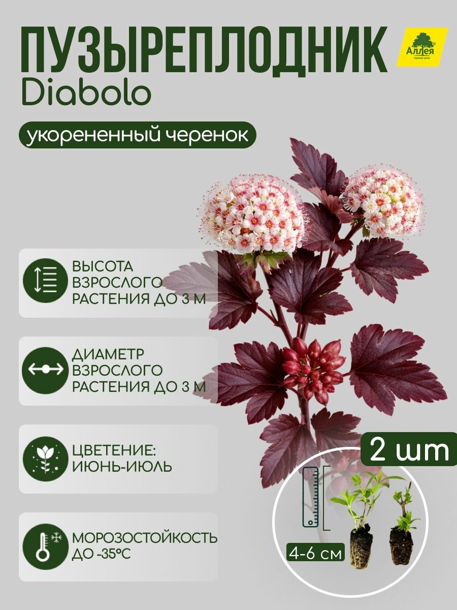 Пузыреплодник калинолистный Diabolo укорененный черенок 2шт