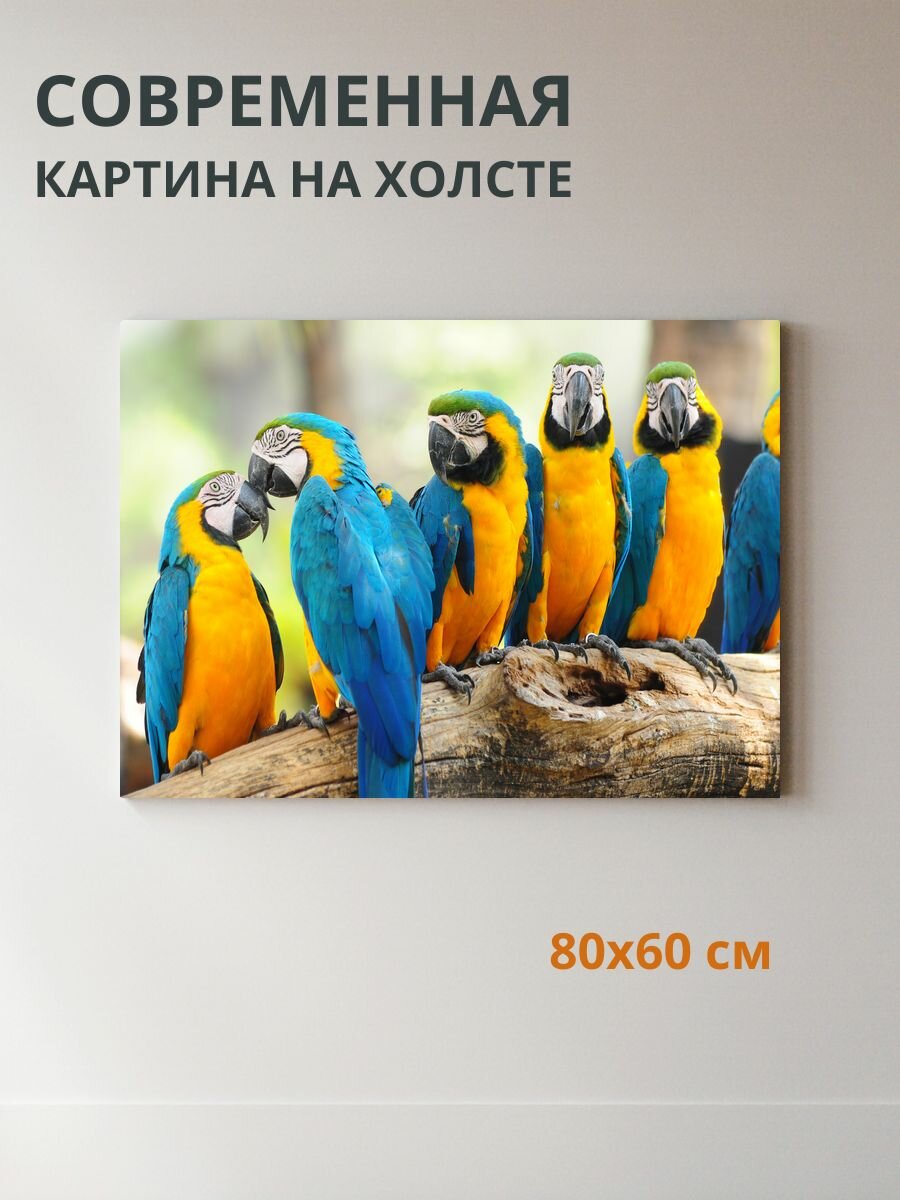 Картина на холсте Попугаи 80x60 см