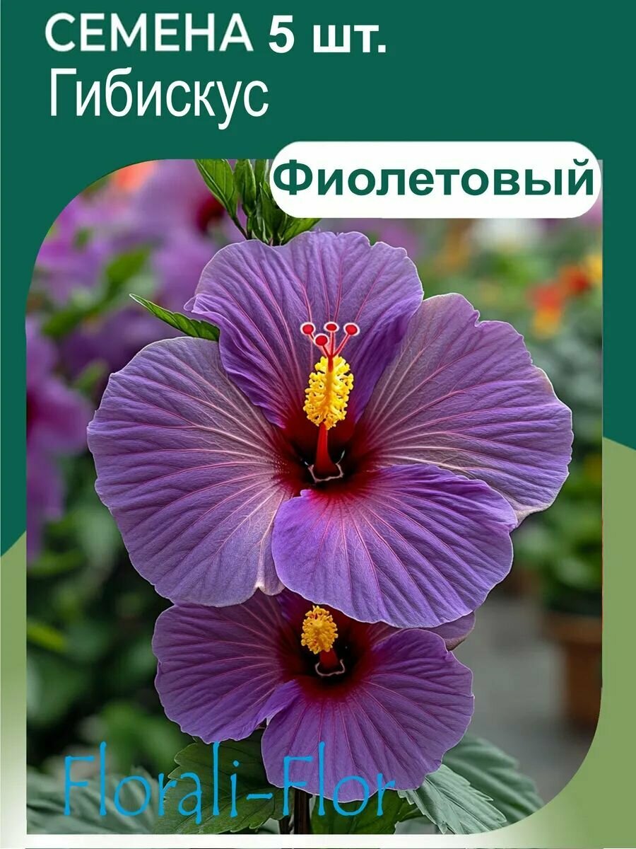 Семена Гибискус фиолетовый