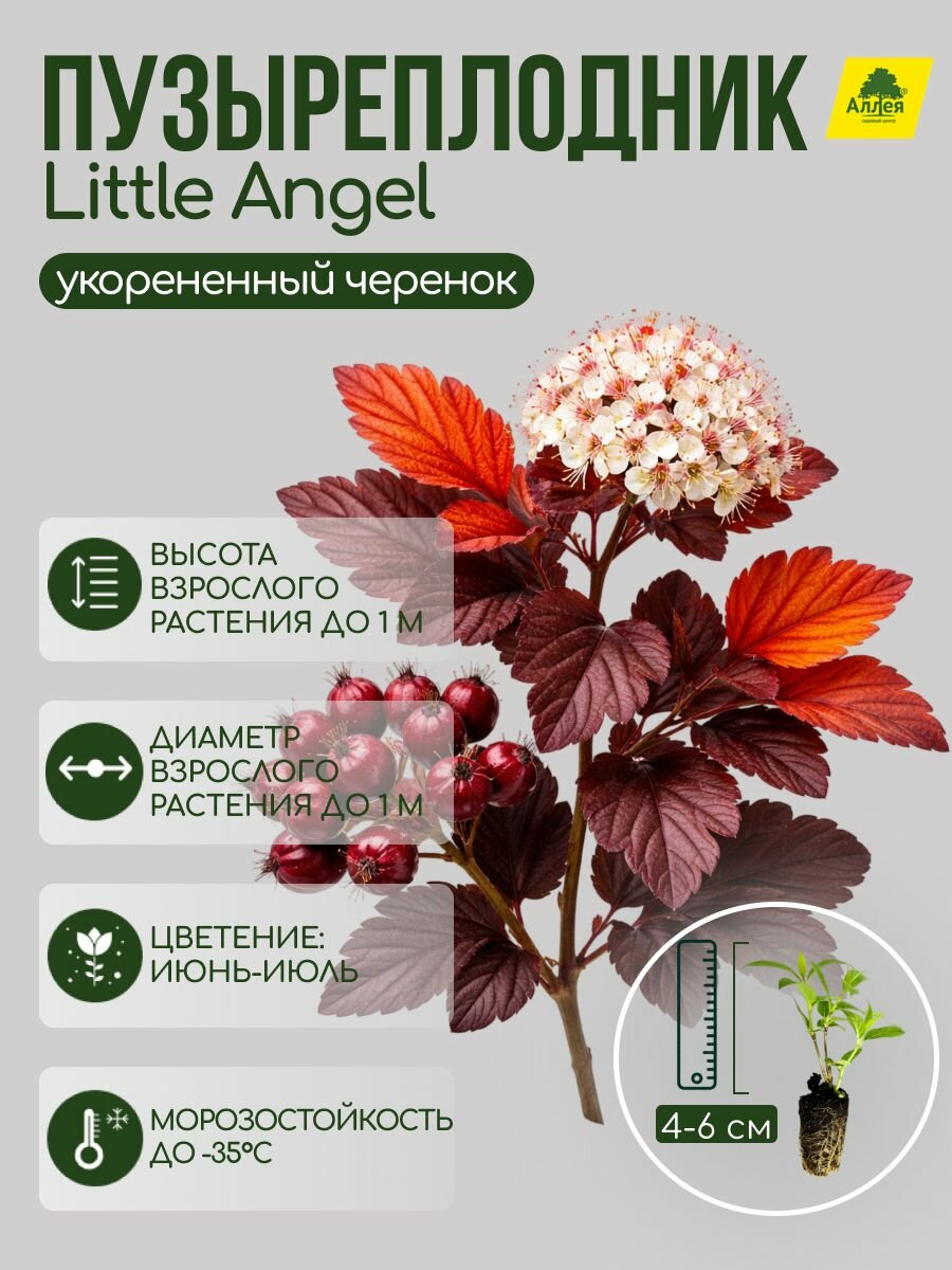Пузыреплодник калинолистный Little Angel укорененный черенок 1шт