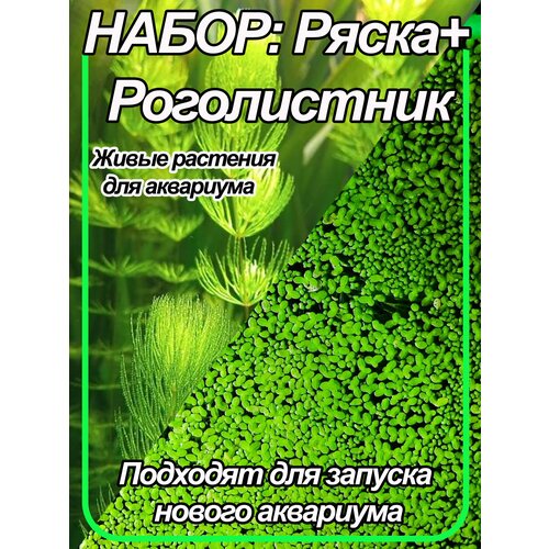 Набор живых аквариумных растений. Ряска и роголистник.