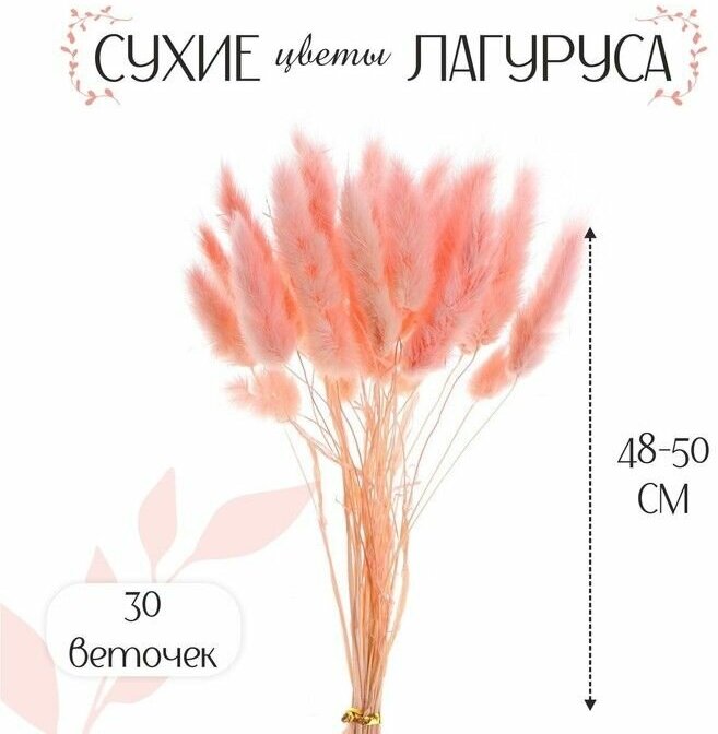 Сухие цветы лагуруса, набор 30 шт, цвет розовый