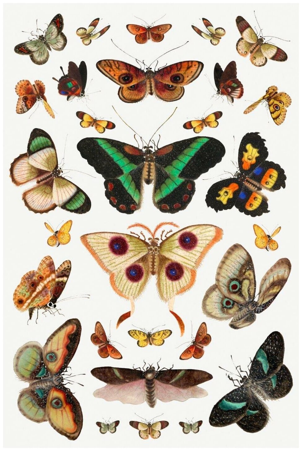 Постер / Плакат / Картина Бабочки - Разноцветные бабочки 40х50 см в подарочном тубусе