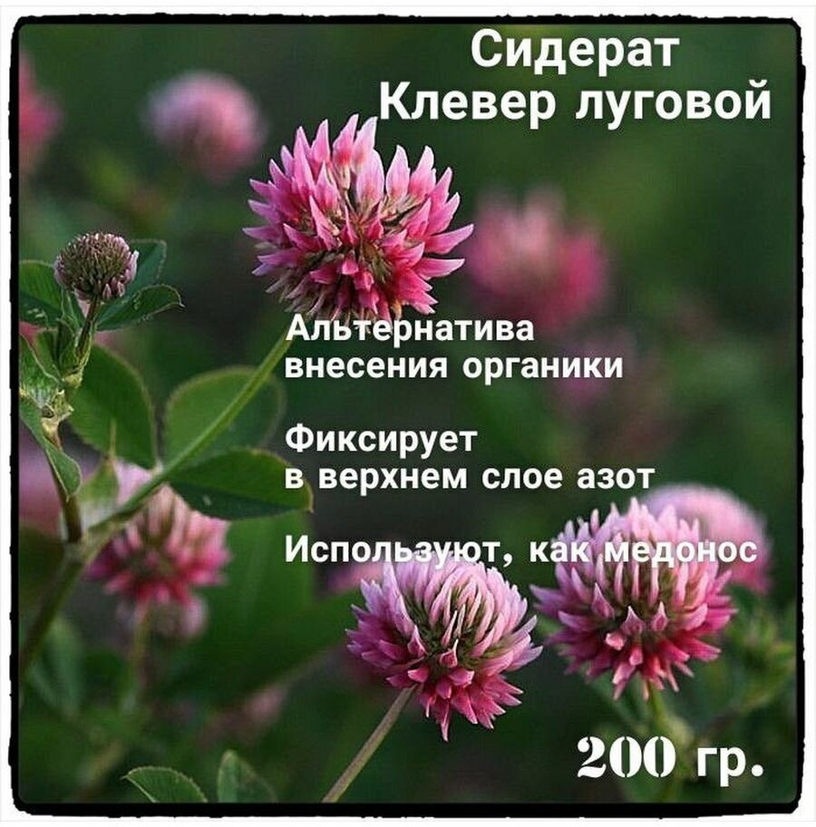 Семена Клевер Лугового Розового газон травы