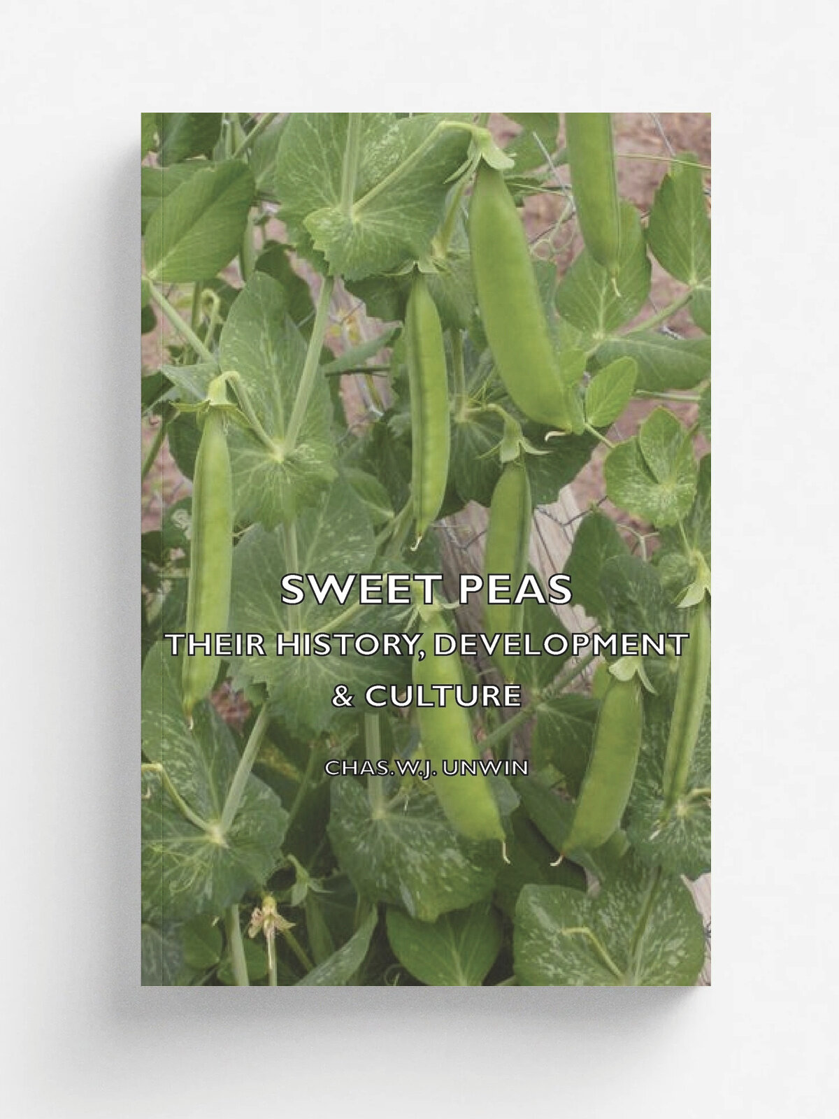 Sweet Peas - Their History, Development & Culture