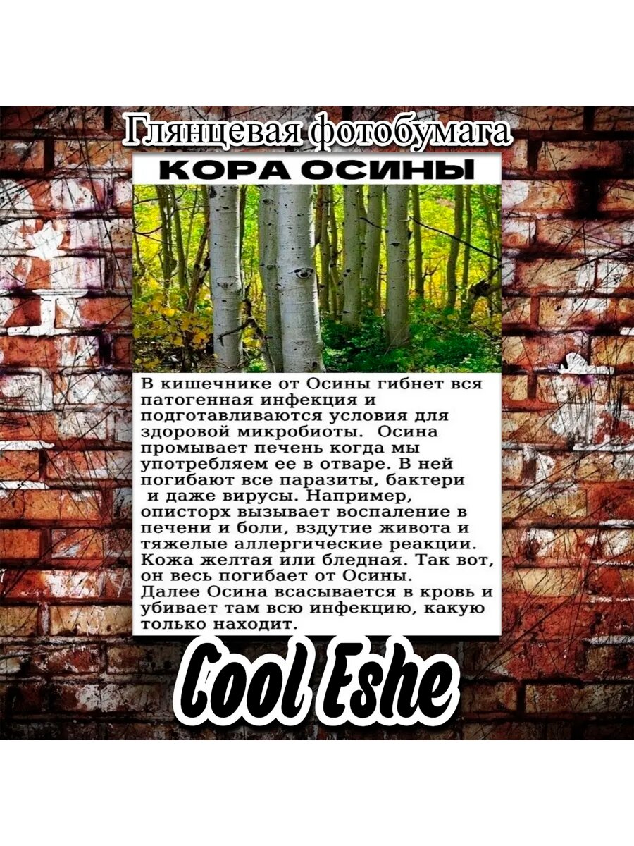 Постер "Полезные свойства коры осины" А4