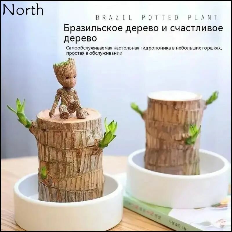 Миниатюрный бразильский счастливый бамбуковый кол в горшке Гидропонный подарок (бразильское дерево/кукла)