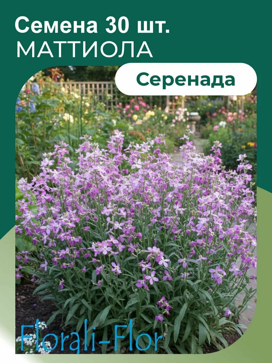 Маттиола Семена