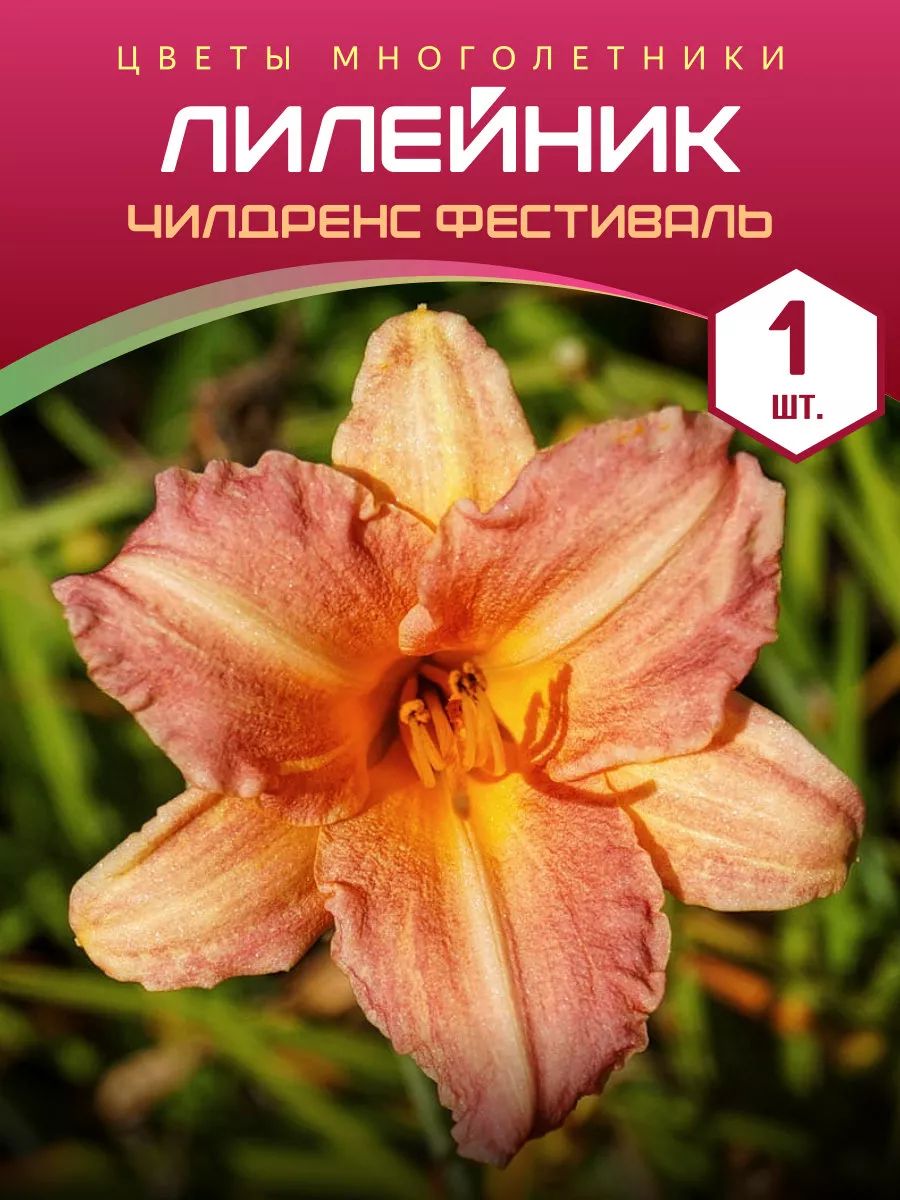 Лилейник Чилдренс Фестиваль