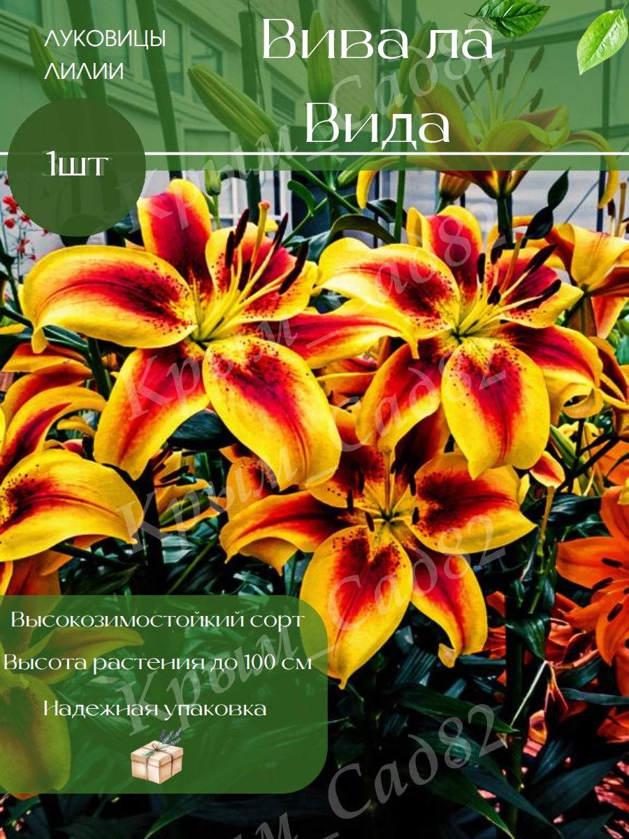 Луковицы Лилии Вива ла Вида