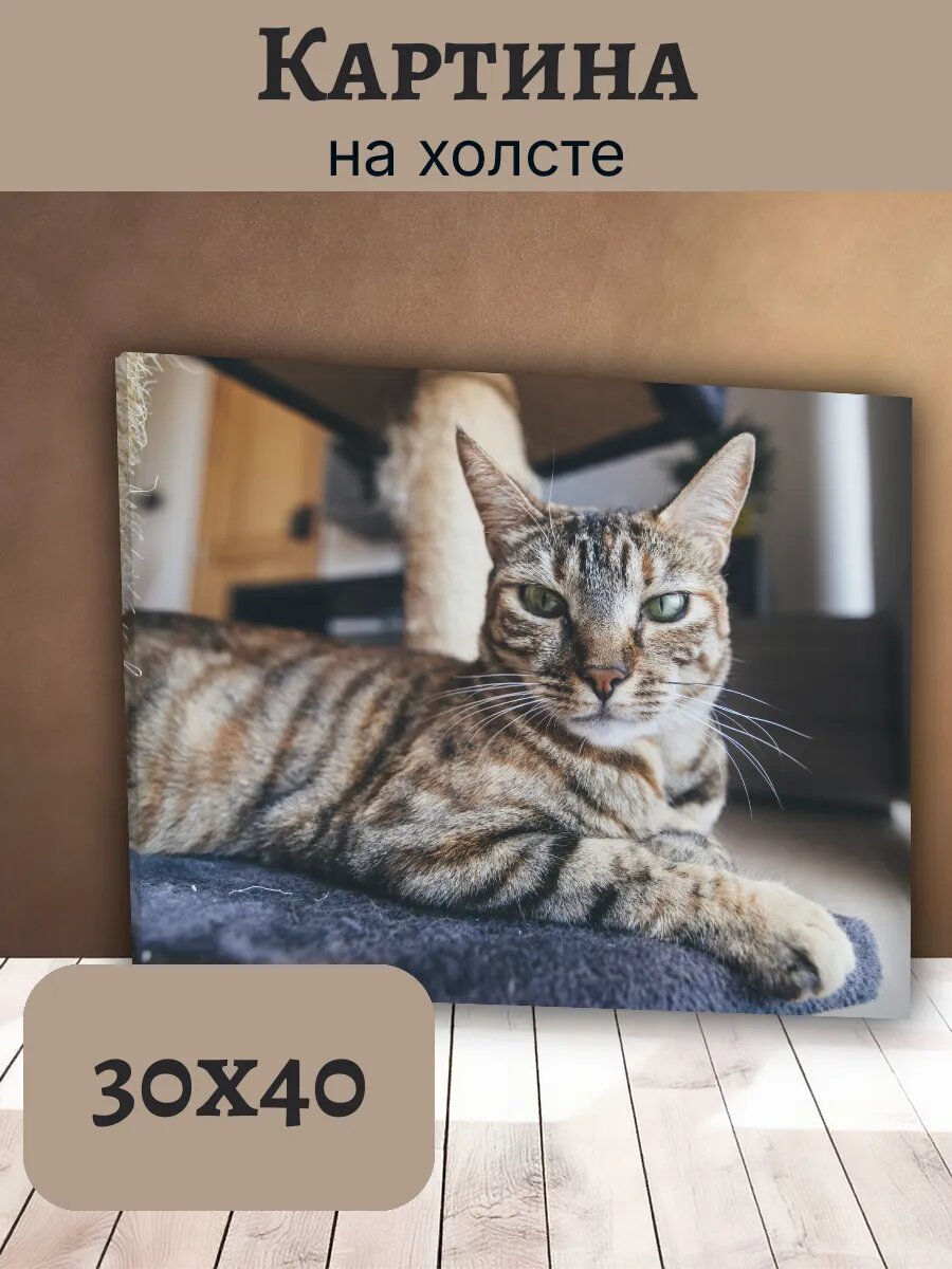 Картина Кот Кошка Cat 30x40 полосатая табби на синем ковре