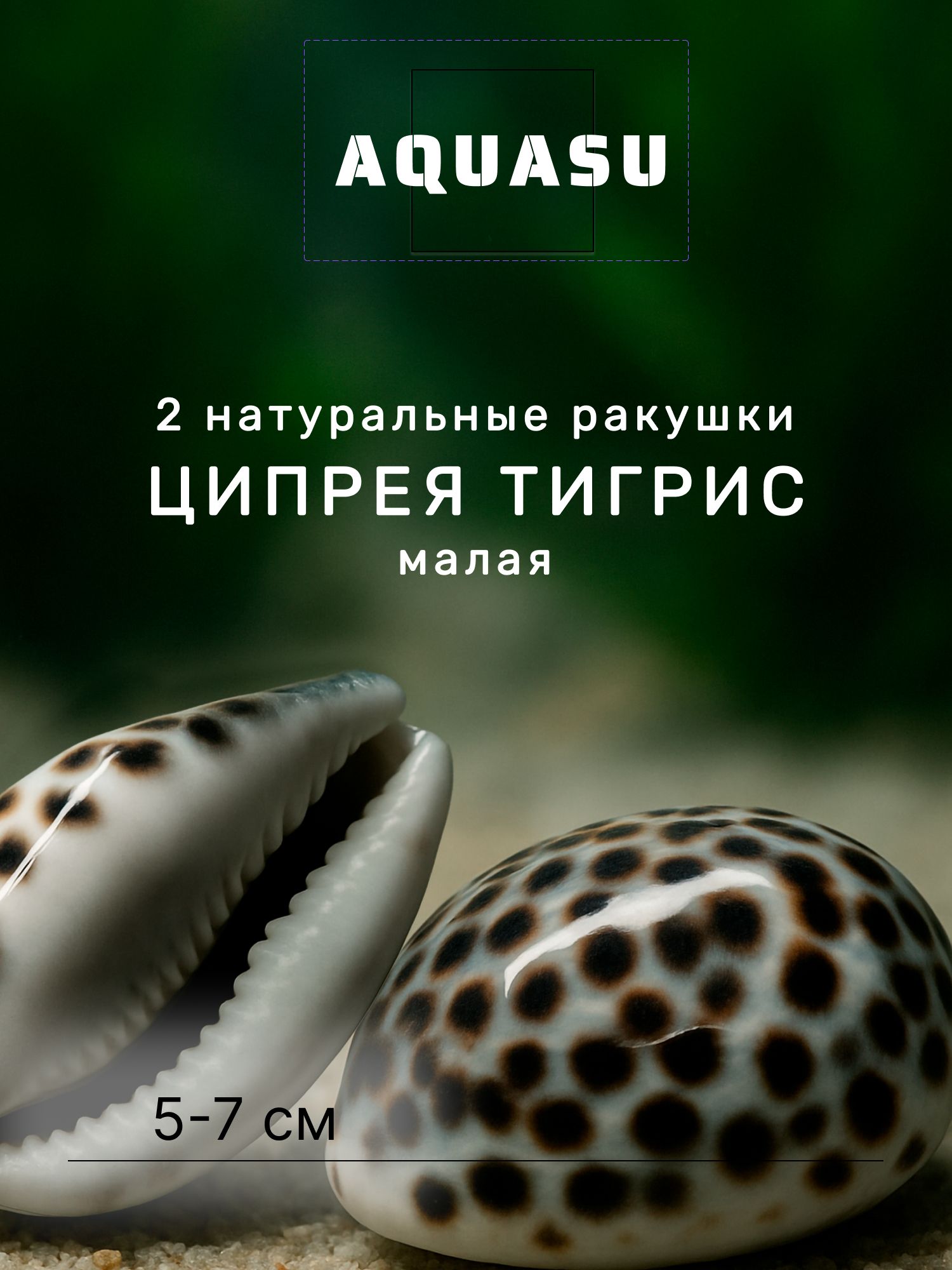 AQUASU Натуральные ракушки Ципрея тигрис малая, 5-7 см, 2 шт. - натуральная ракушка для аквариума