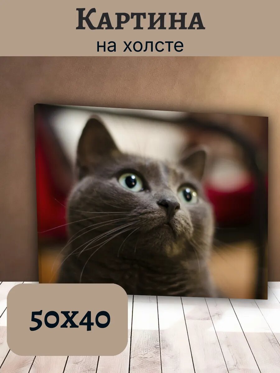 Картина Кот Кошка Cat 40x50 британская короткошерстная серая