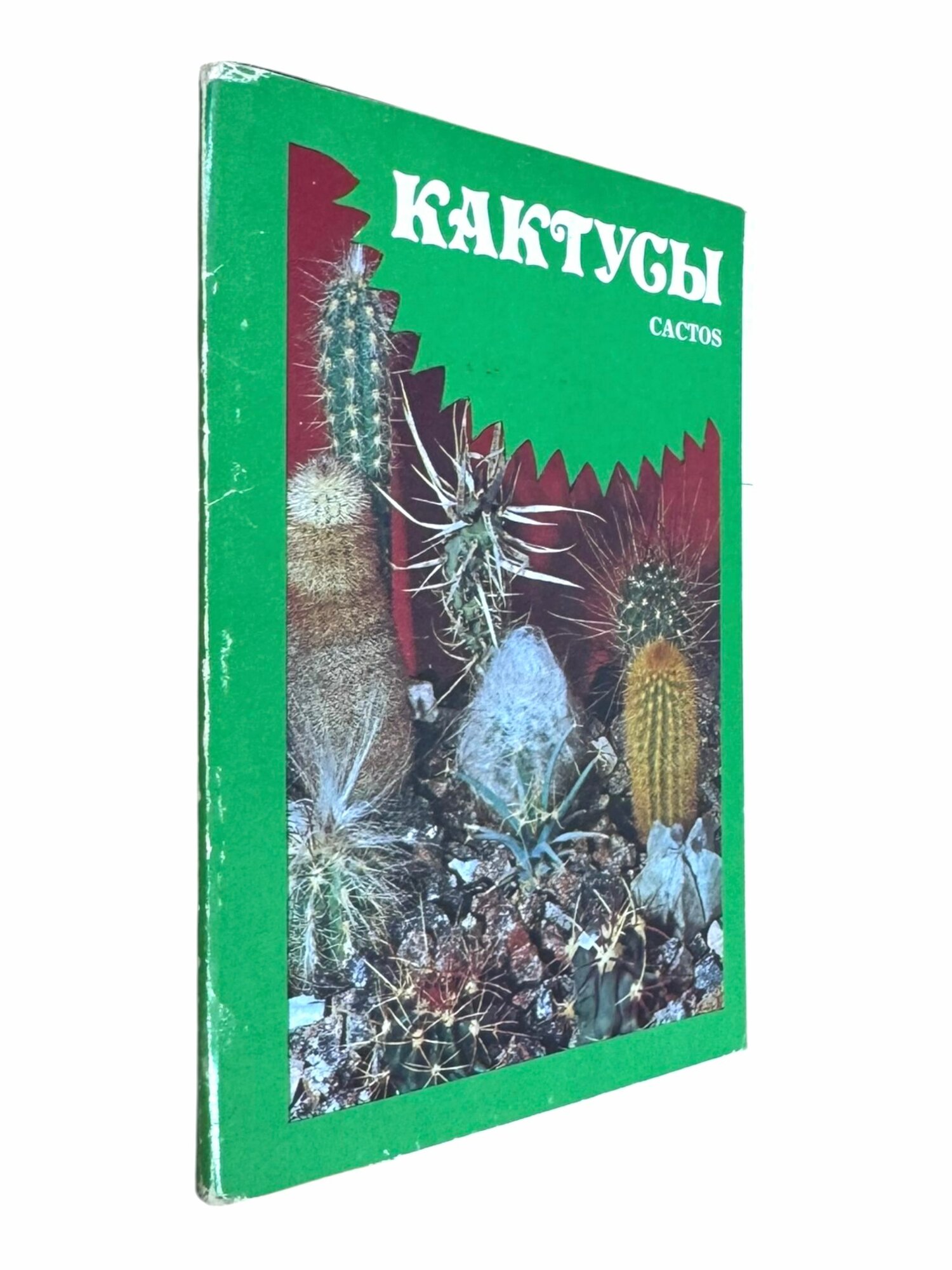 Кактусы. Выпуск 1 (комплект из 24 фотооткрыток)